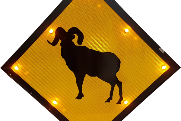 Sheep-blinker-edit